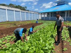 Lapas Kelas III Saumlaki di bawah Kantor Wilayah Direktorat Jenderal Pemasyarakatan Maluku, melakukan pembersihan dan perawatan kebun pertanian Lapas Saumlaki. Selasa (02/09). (Dok: Humas Lapas Saumlaki)