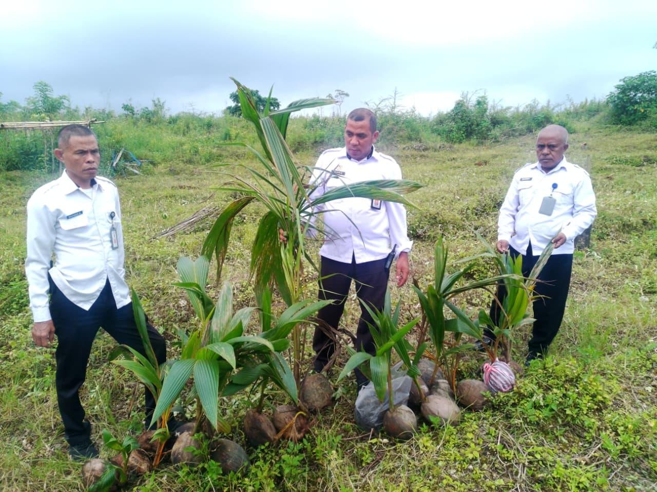 Rutan Ambon Tanam 20 Bibit Kelapa Dukung Agenda Nasional
