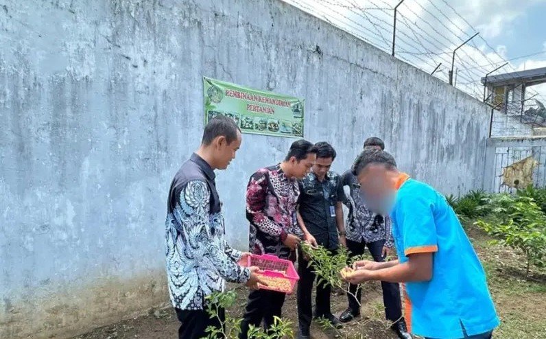 Rutan Kudus Gelar Panen Lombok, Latih Kemandirian WBP