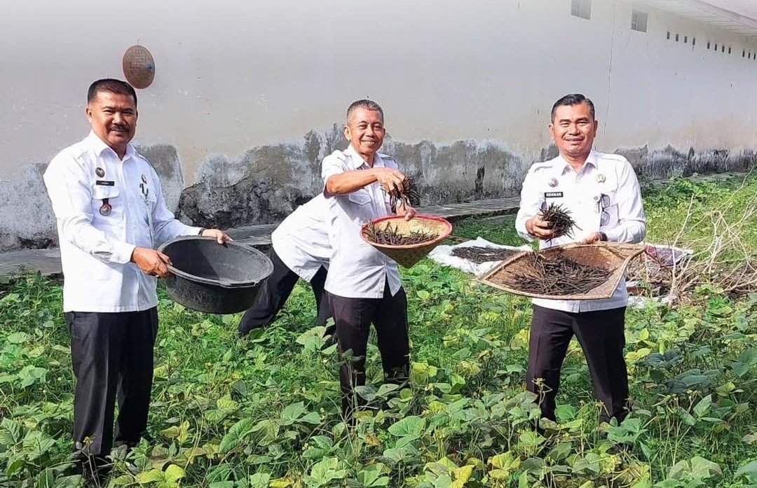 Rutan Lubuk Sikaping Panen Kacang Hijau