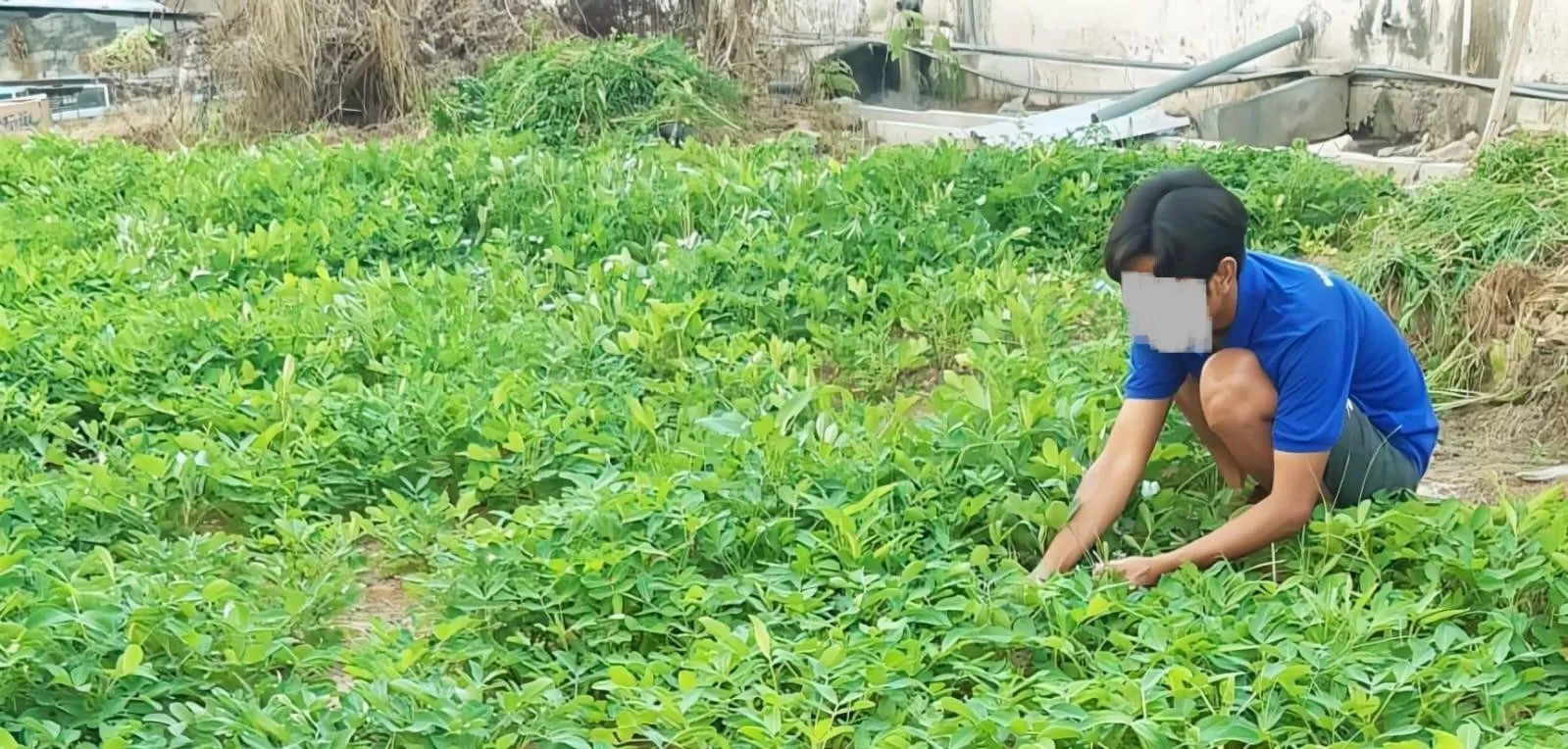 Rutan Sampang: Pemberdayaan Warga Binaan melalui Pertanian