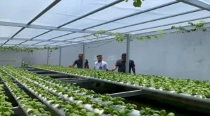 Kebun hidroponik di Lapas Kelas IIB Cilacap hadirkan suasana segar dan jadi wujud pembinaan kemandirian Warga Binaan. (Dok: Humas Lapas Cilacap)