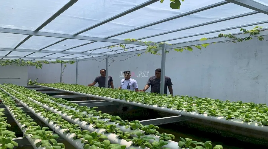 Kebun hidroponik di Lapas Kelas IIB Cilacap hadirkan suasana segar dan jadi wujud pembinaan kemandirian Warga Binaan. (Dok: Humas Lapas Cilacap)