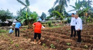 WBP Asimilasi Lapas Tondano Ikuti Kegiatan Bercocok Tanam