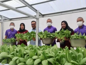 LPKA Kelas II Ambon panen pakcoy hidroponik. (Dok: Humas LPKA Ambon)