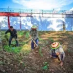 Lapas Boalemo Rutin Rawat Kebun Sayur, Dukung Produktivitas Pertanian dan Ketahanan Pangan Nasional