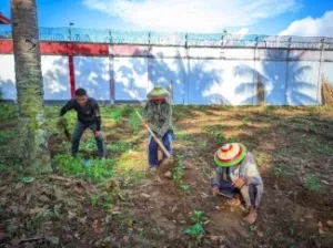 Lapas Boalemo Rutin Rawat Kebun Sayur, Dukung Produktivitas Pertanian dan Ketahanan Pangan Nasional