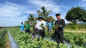 Lapas Malang Panen 6 Kuintal Edamame, Bukti Nyata Keberhasilan Program Pembinaan Berbasis Pertanian