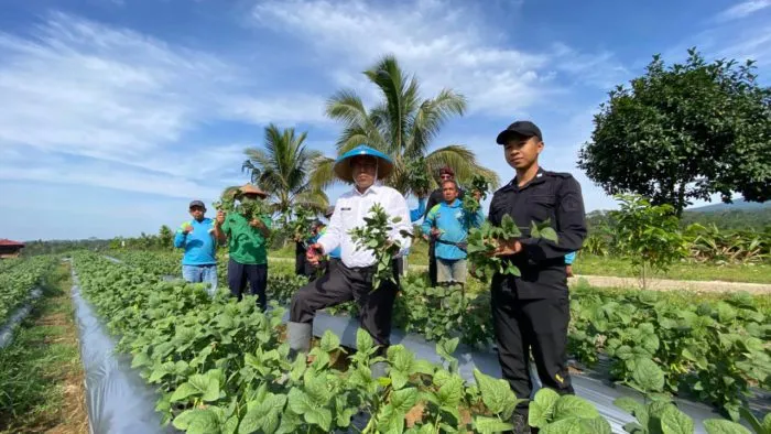 Lapas Malang Panen 6 Kuintal Edamame, Bukti Nyata Keberhasilan Program Pembinaan Berbasis Pertanian