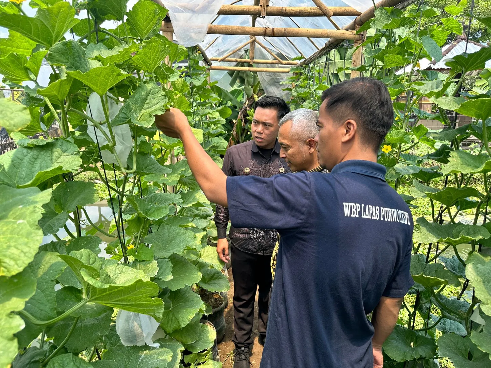 Lapas Kelas IIA Purwokerto bersama Dinas Pertanian Kabupaten Banyumas melaksanakan kegiatan kontrol dan monitoring budidaya tanaman melon. (Dok: Humas Lapas Purwokerto)