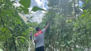 Warga Binaan Lapas Piru Panen 54 Ikat Kacang Panjang, Bukti Nyata Pembinaan Kemandirian dan Ketahanan Pangan