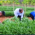 Lapas Kelas IIA Kupang Panen Raya Kangkung, Pepaya, dan Cabe: Dukung Ketahanan Pangan Nasional dan Kemandirian Warga Binaan