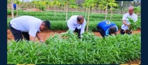 Lapas Kelas IIA Kupang Panen Raya Kangkung, Pepaya, dan Cabe: Dukung Ketahanan Pangan Nasional dan Kemandirian Warga Binaan
