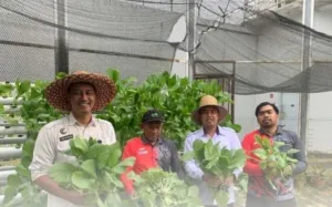 Lapas Narkotika Kasongan Panen 12 Kg Sawi Hidroponik