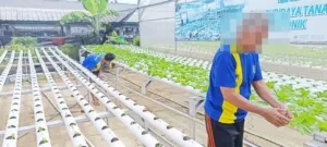 Lapas Bandar Lampung Kembangkan Budidaya Pakcoy Hidroponik