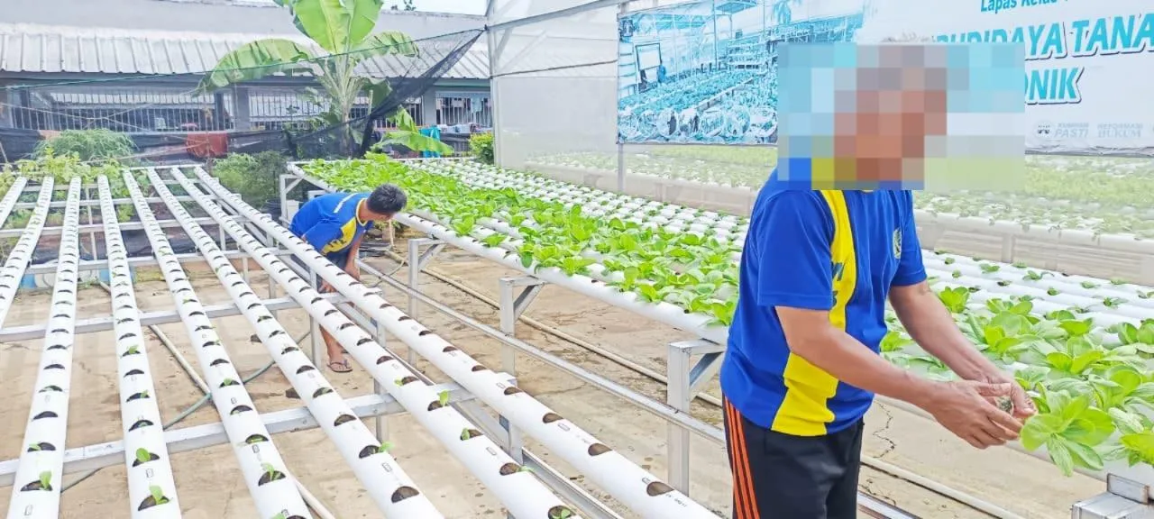 Lapas Bandar Lampung Kembangkan Budidaya Pakcoy Hidroponik