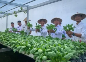 Panen Pakcoy Hidroponik, Lapas Cilacap Perkuat Kemandirian WB