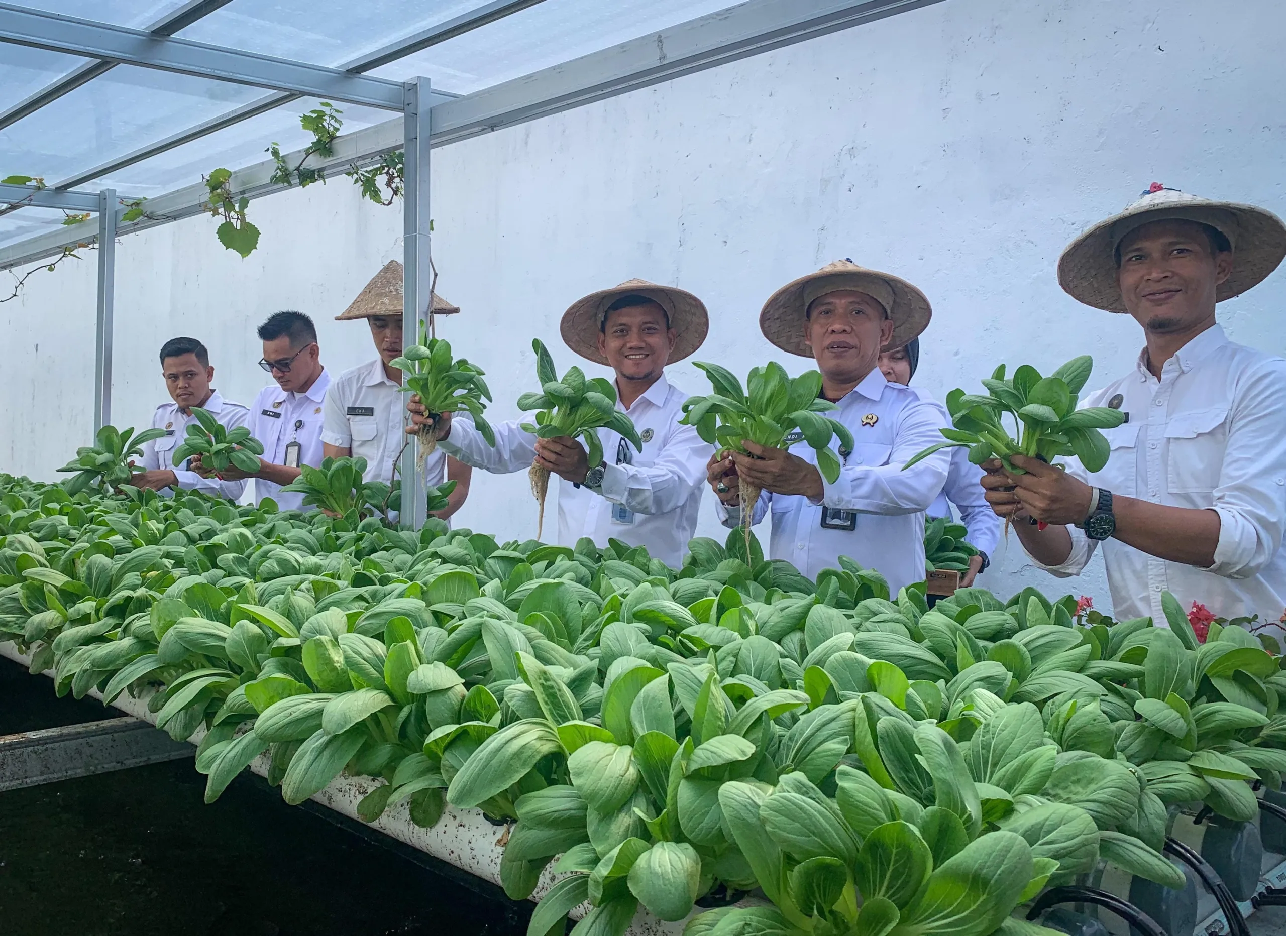 Panen Pakcoy Hidroponik, Lapas Cilacap Perkuat Kemandirian WB