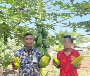 Lapas Ende: Keberhasilan Panen Pepaya Warga Binaan