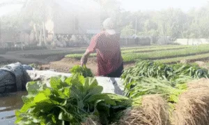 Lapas Lembata Kembangkan Asimilasi Luar Berbasis Pertanian