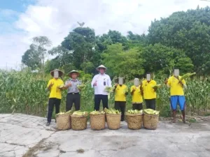 Lapas Namlea Panen Jagung, WB Dukung Ketahanan Pangan