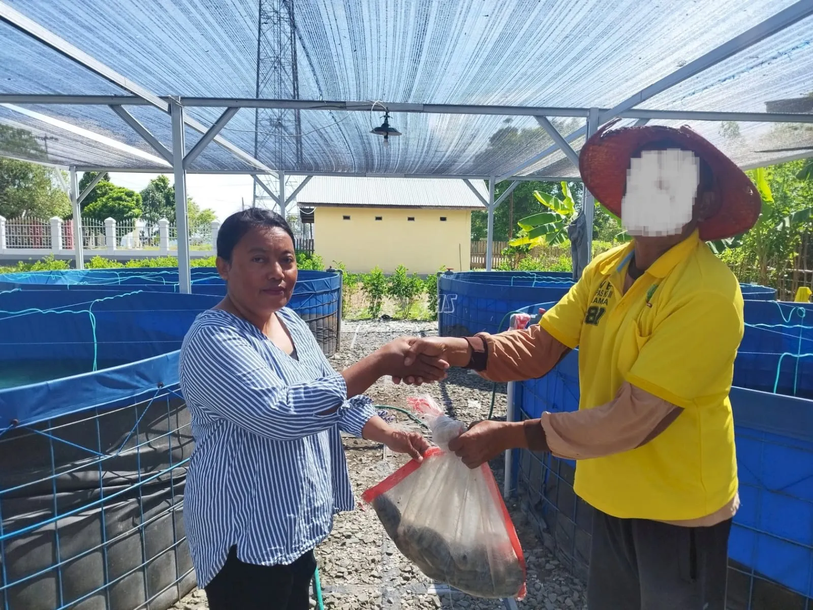 Lapas Namlea Panen Perdana Ikan Nila Perkuat Kemandirian WBP