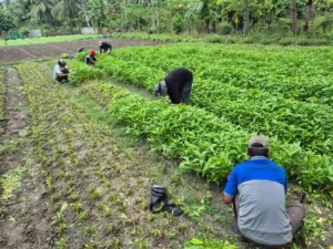 Lapas Palu Panen Sayuran, Wujud Pembinaan & Kemandirian WB