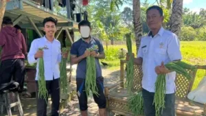 Lapas Piru Panen 88 Ikat Kacang Panjang Komit Pembinaan WB