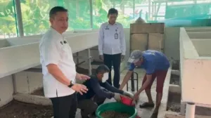 Panen Magot oleh Warga Binaan Lapas Purwokerto