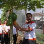 Lapas Purwokerto Gelar Panen Raya Pepaya, Melon, dan Terong