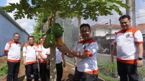 Lapas Purwokerto Gelar Panen Raya Pepaya, Melon, dan Terong