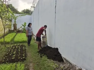 Lapas Saparua Ubah Kotoran Sapi Jadi Pupuk Kompos