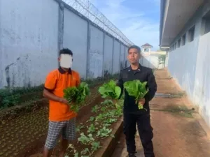 Lapas Saumlaki Panen Sawi Segar untuk Kemandirian WB