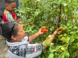 Lapas Wahai Panen Tomat, Tingkatkan Kemandirian Warga Binaan
