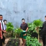 Lapas Wonreli Gelar Panen Sayur Bersama Warga Binaan