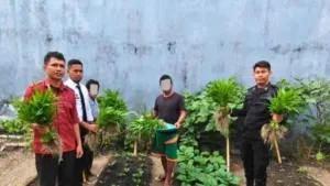 Lapas Wonreli Gelar Panen Sayur Bersama Warga Binaan