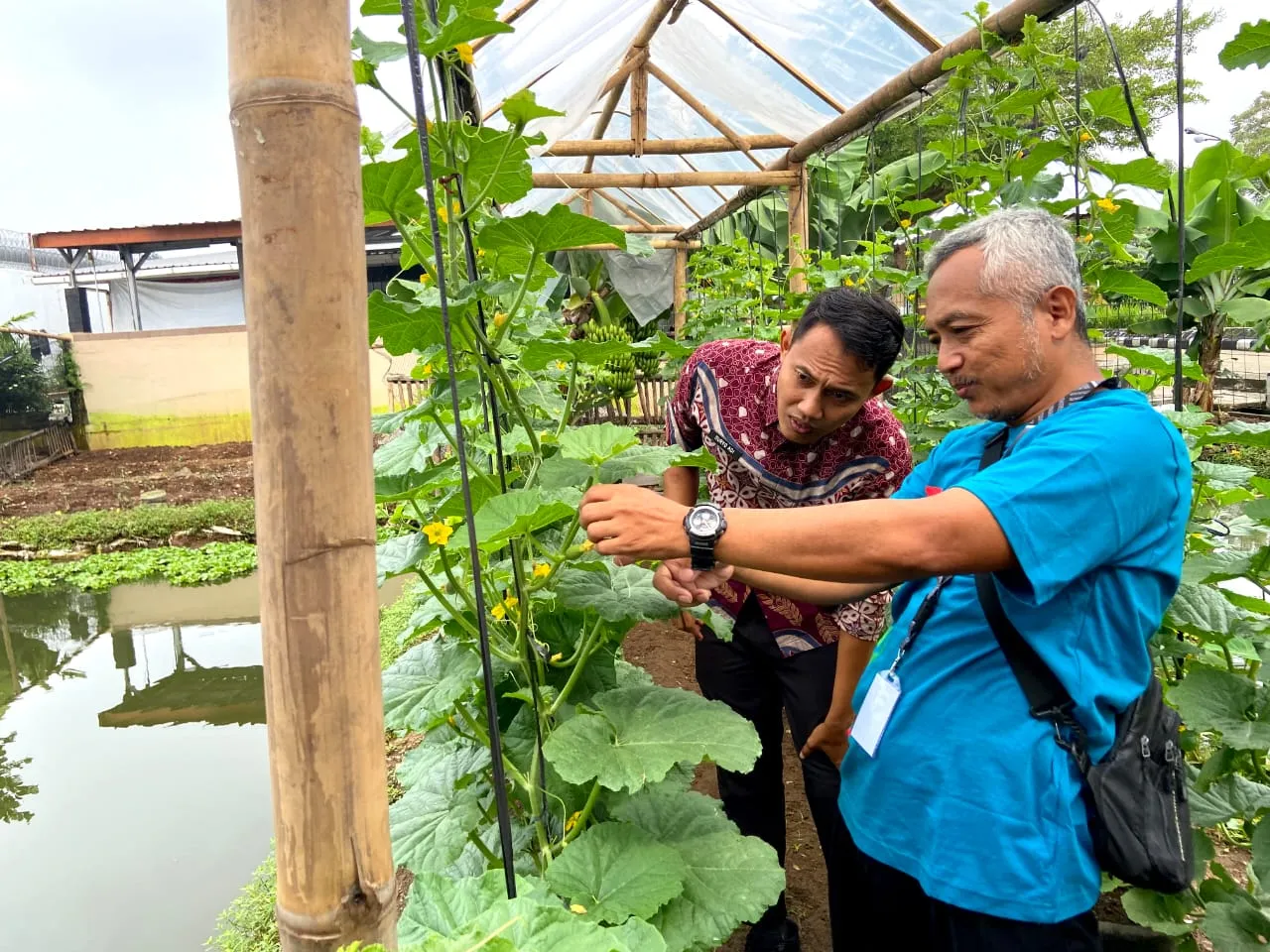 Monitoring dan Evaluasi Pertumbuhan Tanaman Lapas Purwokerto