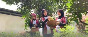 Panen Ginseng Lapas Tangerang, Tingkatkan Ketahanan Pangan
