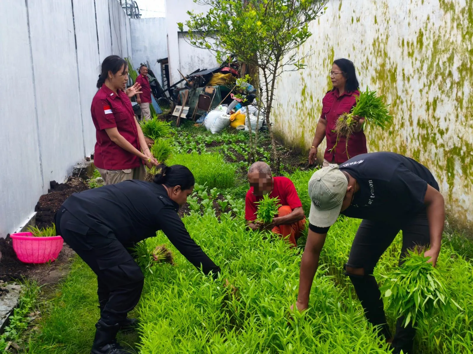 Panen Kangkung Lapas Saparua Keberhasilan Pembinaan WB