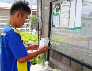 Panen Pakcoy Lapas Bandar Lampung Suplai Pasar Modern