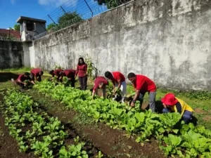 Panen Sawi di Lapas Tual, Bukti Pembinaan Kemandirian