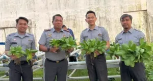 Panen Sayur Pakcoy di Rutan Bengkulu, Perkuat Pembinaan WB