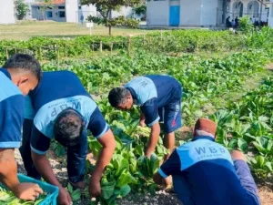 Lapas Kelas IIB Luwuk kembali panen sayur sawi yang di lakukan di kebun dalam Lapas, Rabu (1/10). (Dok: Humas Lapas Luwuk)
