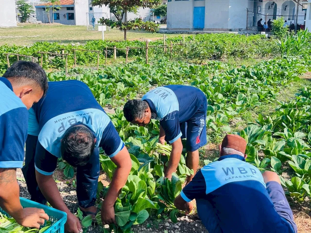 Lapas Kelas IIB Luwuk kembali panen sayur sawi yang di lakukan di kebun dalam Lapas, Rabu (1/10). (Dok: Humas Lapas Luwuk)