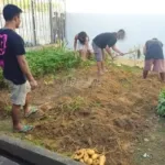 Lapas Kelas IIA Pangkalpinang berhasil memanen 19 kilogram bibit ubi cilembu, Kamis (2/10). (Dok: Humas Lapas Pangkalpinang)