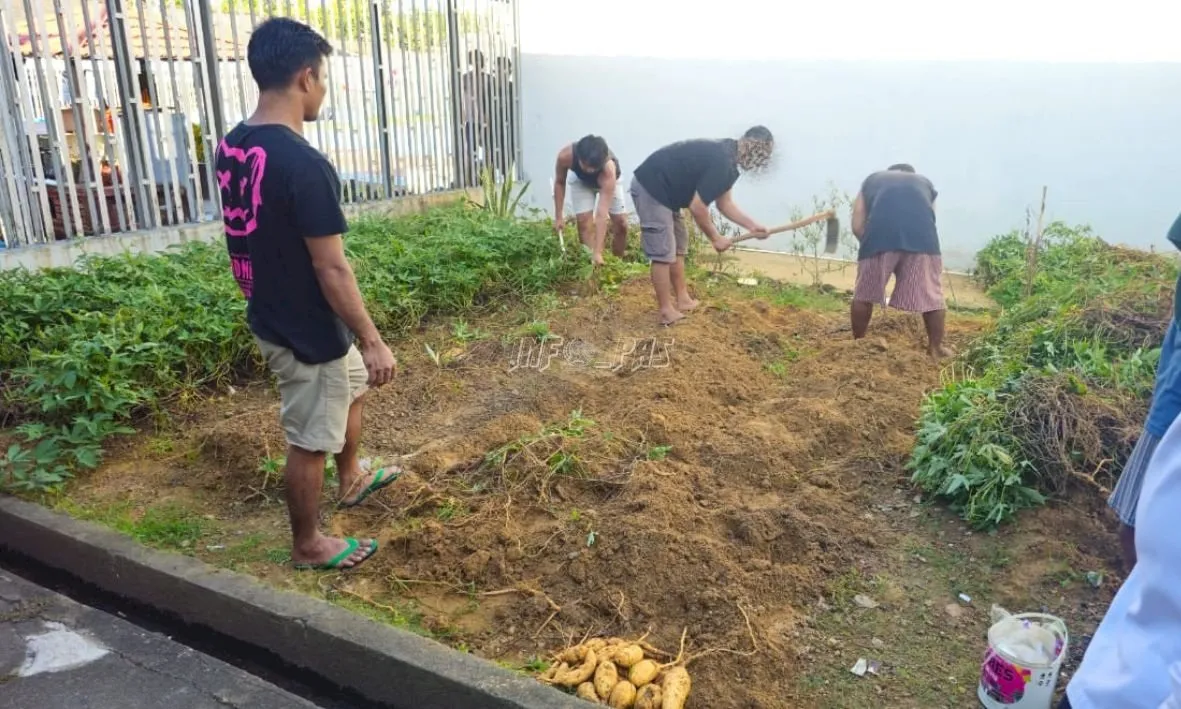 Lapas Kelas IIA Pangkalpinang berhasil memanen 19 kilogram bibit ubi cilembu, Kamis (2/10). (Dok: Humas Lapas Pangkalpinang)
