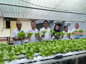 Rutan Ambon Panen Kembali 3 Kg Sayur Pakcoy