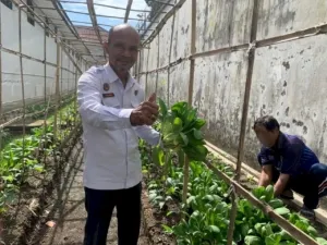 Rutan Kebumen Sukses Panen Sawi Pakcoy
