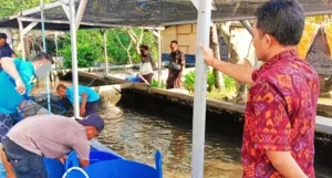 Panen Lele di Rutan Negara Jembrana, Bukti Nyata Pembinaan