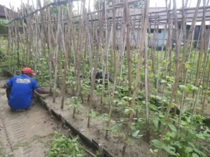 Warga Binaan Lapas Ambon Rawat Tanaman Kacang Panjang